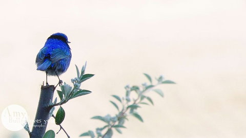 Tegwan's Nest - Accommodation Guide 1