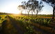 Balgownie Estate Winery Retreat & Restaurant - thumb 6