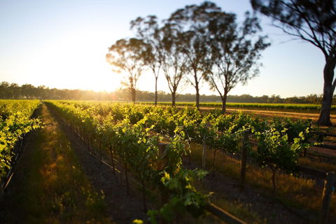 Balgownie Estate Winery Retreat & Restaurant - Accommodation Asia 6