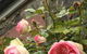 Province - thumb 5