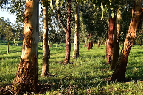 Labertouche Gypsy Creek Winery - Accommodation Asia 2
