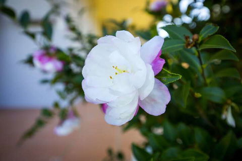 Camellia Cottage - Accommodation Asia 6