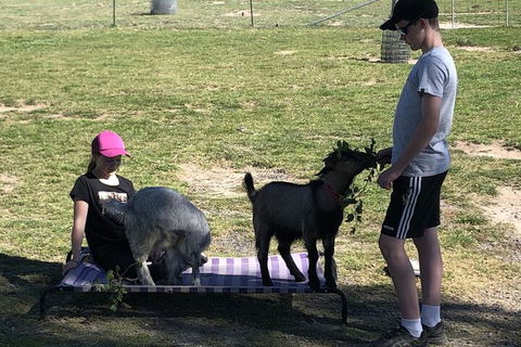 High Country Trail Rides & Farm Stay - Accommodation Asia 5