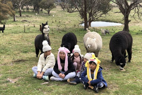High Country Trail Rides & Farm Stay - Accommodation Asia 2