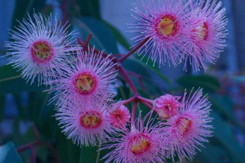 Brisbane Milton Bed & Breakfast - Accommodation Asia 4