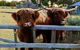Straw House Farm B & B - thumb 4