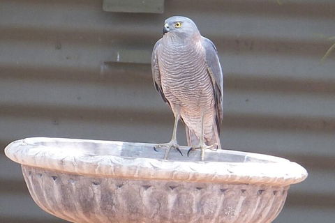 Kathys Place Bed And Breakfast - Accommodation Guide 3