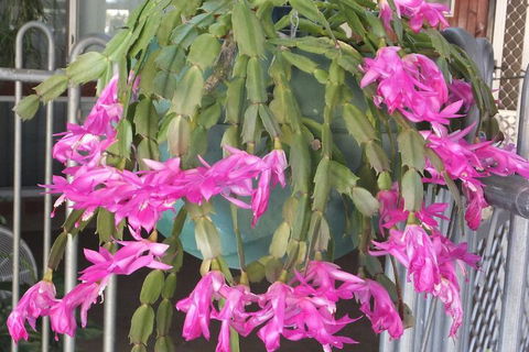 Kathys Place Bed And Breakfast - Accommodation Guide 1