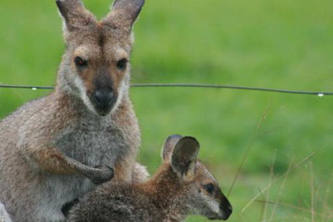 Grand View Holiday Home - Accommodation Guide 6