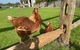Bush Retreat Farm House - thumb 1
