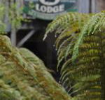 The Wombat Cottage - Accommodation Asia