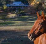 Historic Oak Hill House Estate Truffle Gourmet Festival Region - Accommodation Asia