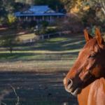 Historic Oak Hill House Estate Truffle Gourmet Festival Region - Accommodation Asia 0