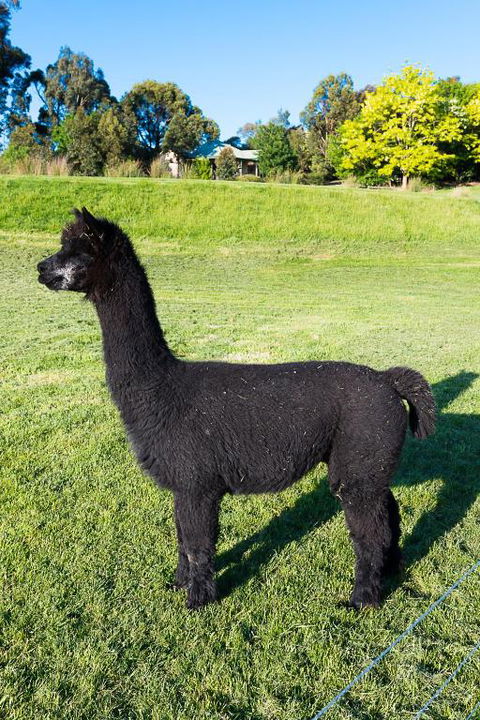 Raynella Alpaca Farmstay - Accommodation Asia 2