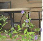 Amalie Cottage Waikerie Unit 1 - Accommodation Asia