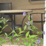 Amalie Cottage Waikerie Unit 1 - Accommodation Asia 0