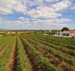 Barossa Valley Lyndoch - Accommodation Asia