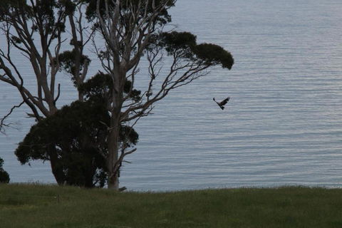 Penguin Seaside Farm - Accommodation Guide 6
