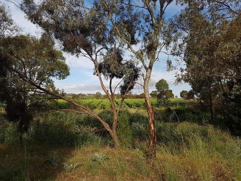 Barossa Glen Henris Cottage Bed & Breakfast - Accommodation Asia 6
