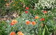 Adelaide Hills B & B Accommodation - thumb 2