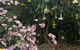 Adelaide Hills B & B Accommodation - thumb 6
