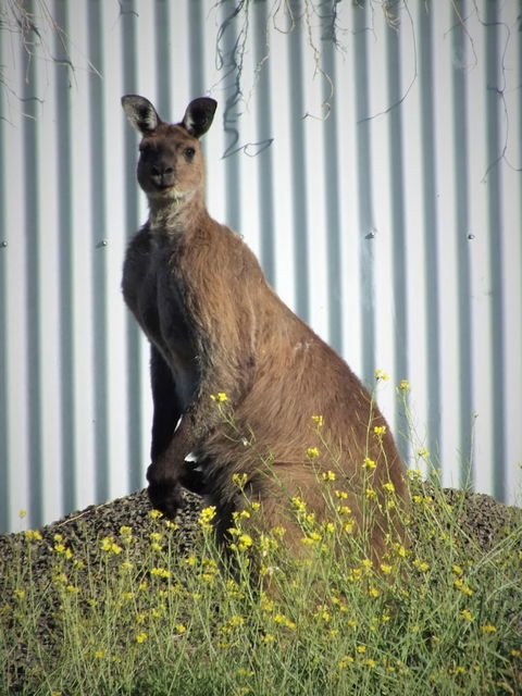 Gilligan's Kangaroo Island - Accommodation Asia 1
