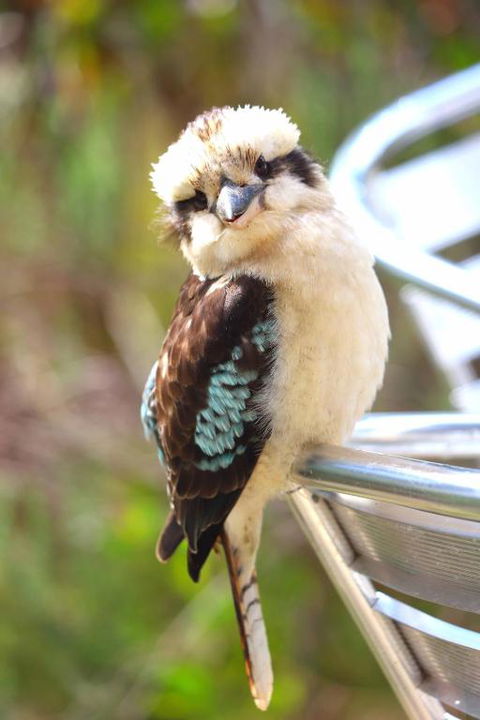 Ridgetop Retreats Deep Creek Conservation Park - Accommodation Asia 4