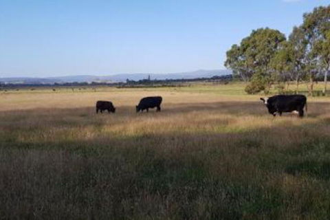 Olinda Yarra Cottage - Accommodation Asia 6