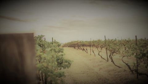 Unlax @ Hunter Valley - Accommodation China 4