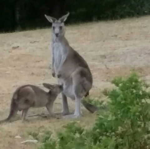 Kookas Cottage - Accommodation Guide 1