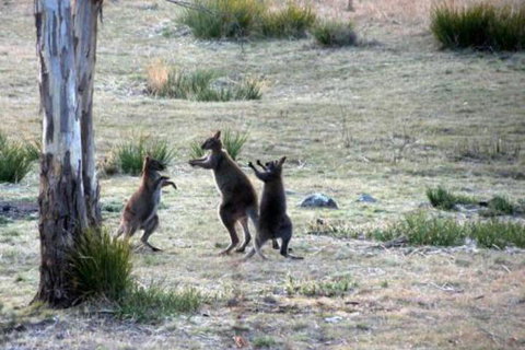 The Great House Bnb - Accommodation Asia 2