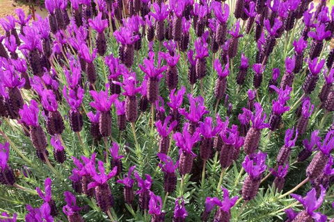 The Green Welly Stop - Accommodation Guide 0