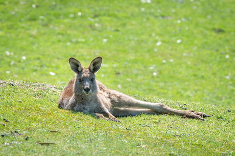 Halls Gap Motel - Accommodation Guide 5