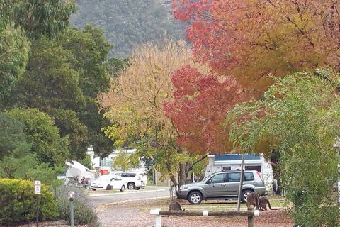 Breeze Holiday Parks - Halls Gap - Accommodation China 5