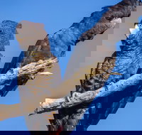 Bussells Bushland Cottages - Accommodation Guide