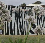 Zebras Guest House - Accommodation Asia