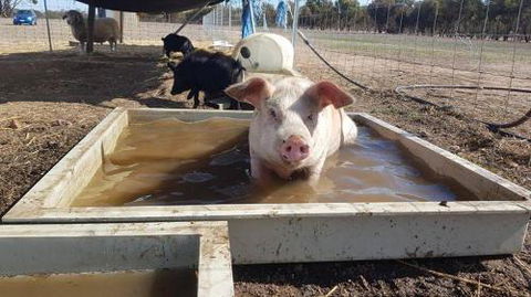 A Better Life Animal Sanctuary FarmStay Private Two Bedrooms Lounge Room & Bathroom & Toilet Shared Kitchen - Accommodation Asia 2