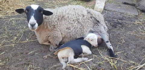 A Better Life Animal Sanctuary FarmStay Private Two Bedrooms Lounge Room & Bathroom & Toilet Shared Kitchen - Accommodation Asia 1