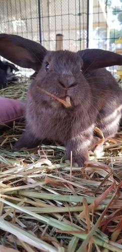 A Better Life Animal Sanctuary FarmStay Private Two Bedrooms Lounge Room & Bathroom & Toilet Shared Kitchen - Accommodation Asia 5