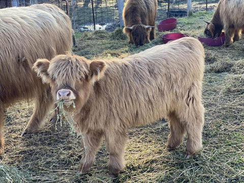 Maggies Farmstay - Accommodation Guide 4