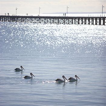 Peppers Pier Resort - Accommodation Guide 3