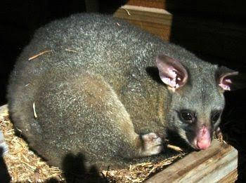 Giba Gunyah Country Cottages - Accommodation Guide 0