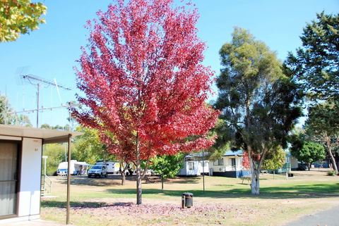 Beechworth Lake Sambell Caravan Park - Accommodation Guide 6