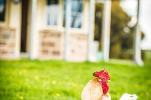 Barossa Vineyard Cottages - Accommodation Asia 6