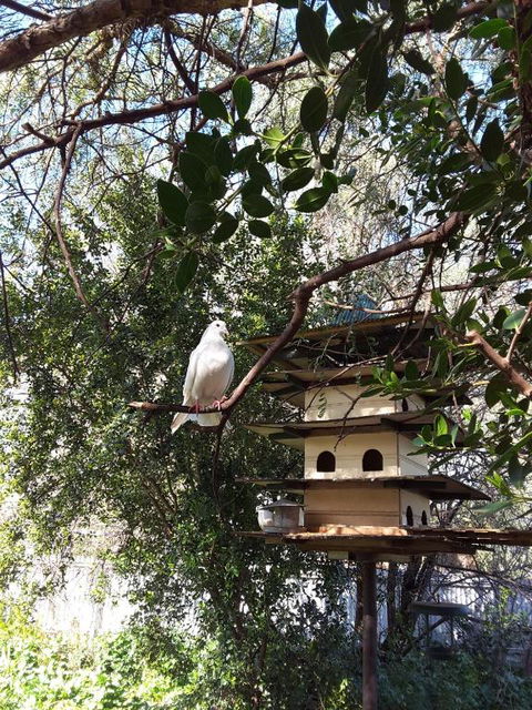 The Dove Cote - Accommodation Asia 5