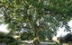 Limetree Hideaway - thumb 7