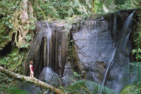 Chambers Wildlife Rainforest Lodges - Accommodation China 1