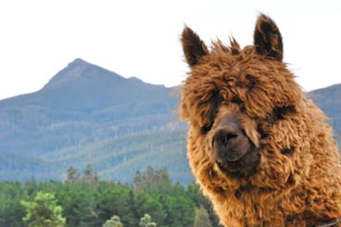 Maydena Mountain Cabins - Accommodation Guide 0