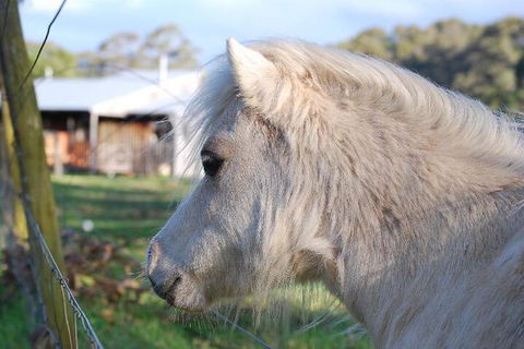 Billa Billa Farm Cottages - Accommodation Guide 3