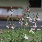 Serendipity On Allyn - Accommodation Guide 1